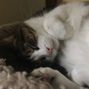 Meet your Posher, Molly